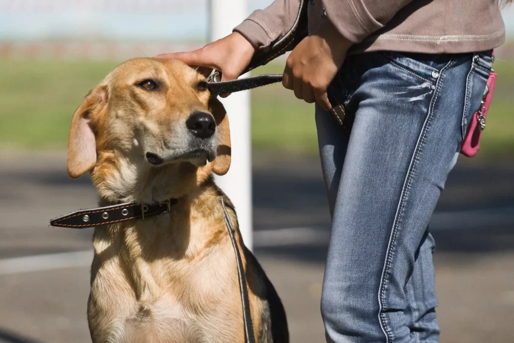 Dog Bite Lawyer in Michigan